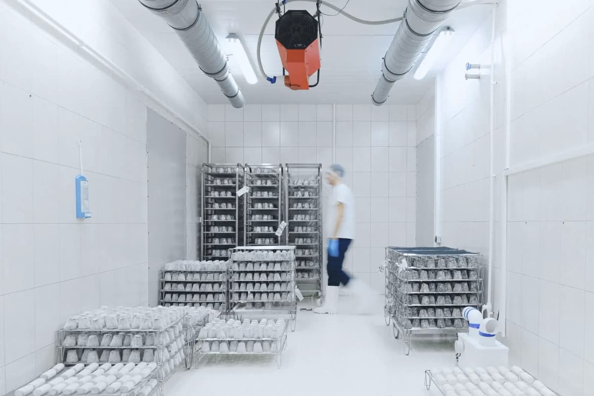 Cold room with racks, an evaporator on the ceiling and an employee
