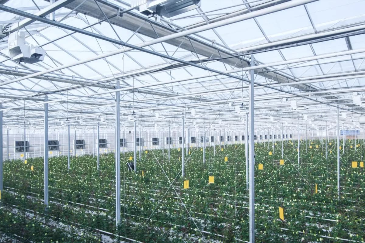 Polytunnel with rows of white chrysanthemums