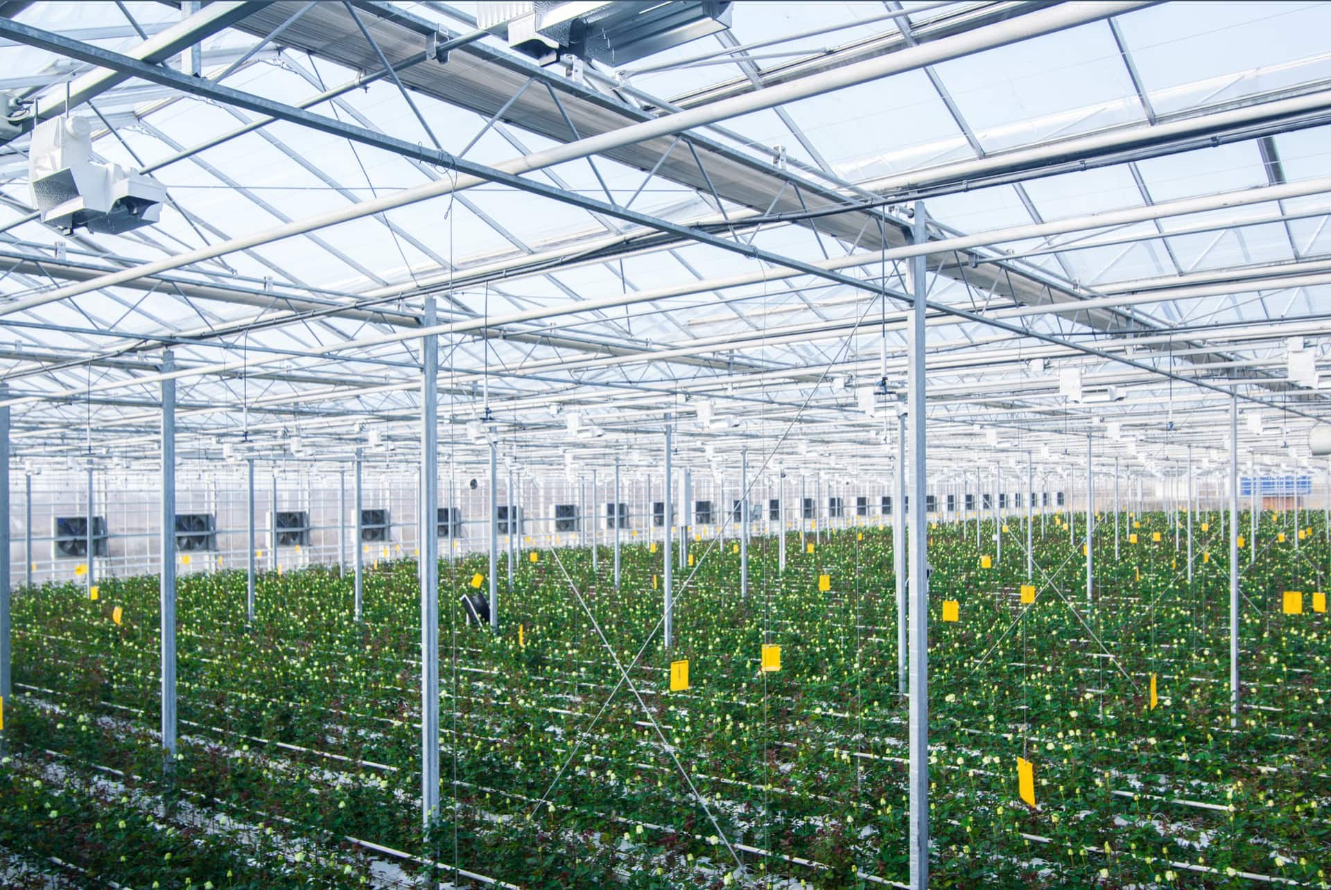 Binnenkant van een Nederlandse tomatenkas met klimaatregeling